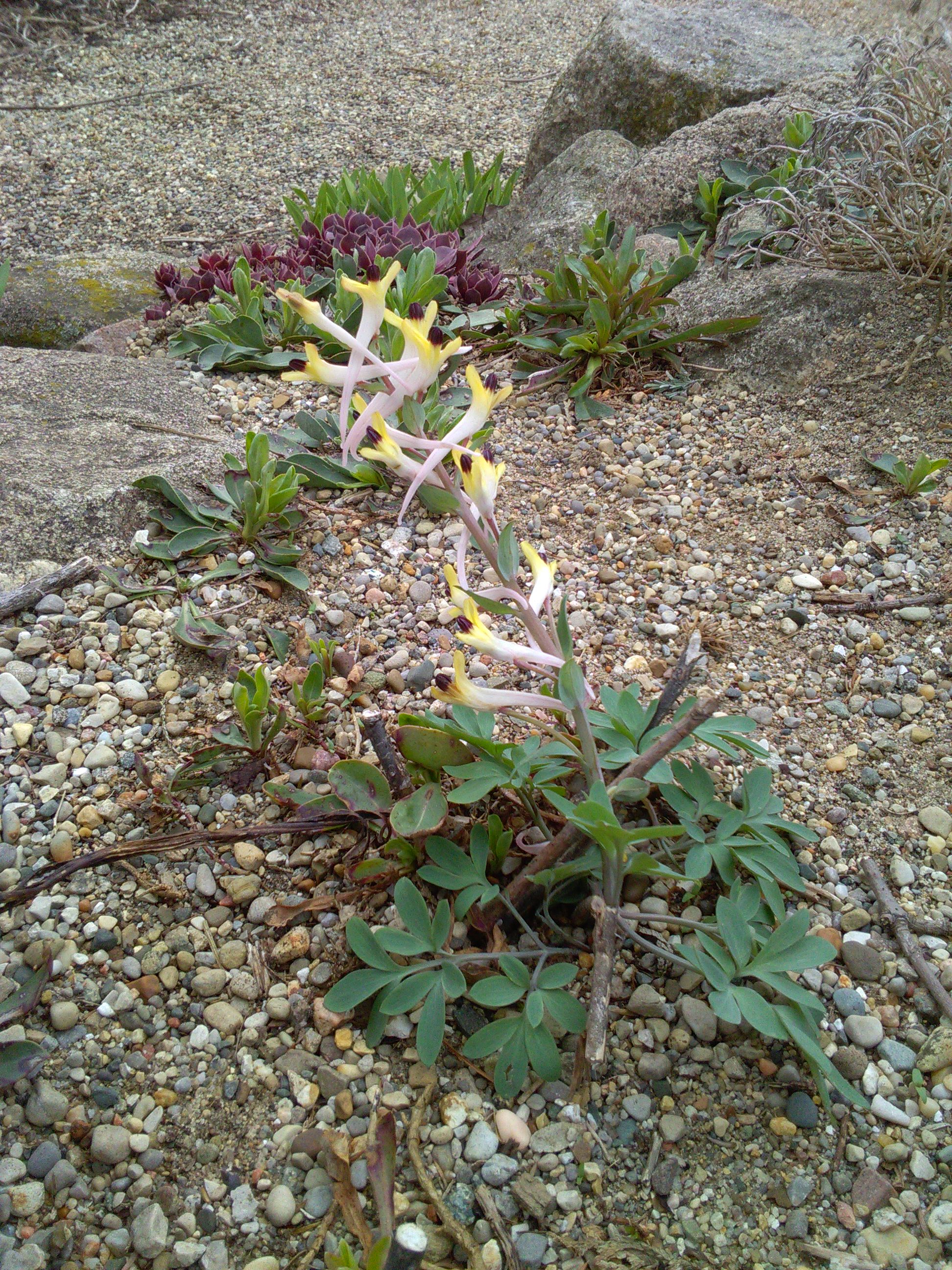 Corydalis shanginii ssp ainii.JPG