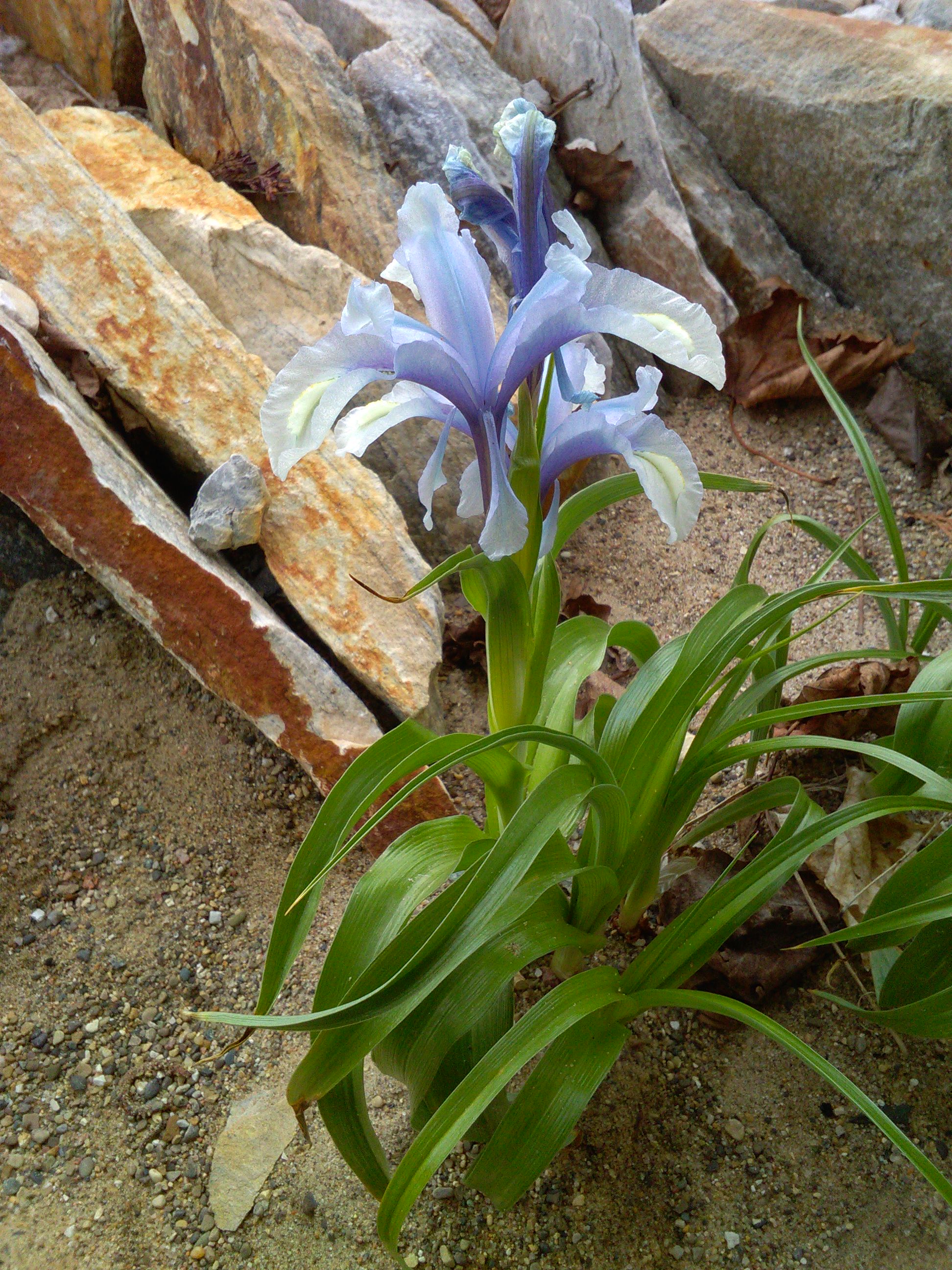 Iris aucheri.JPG