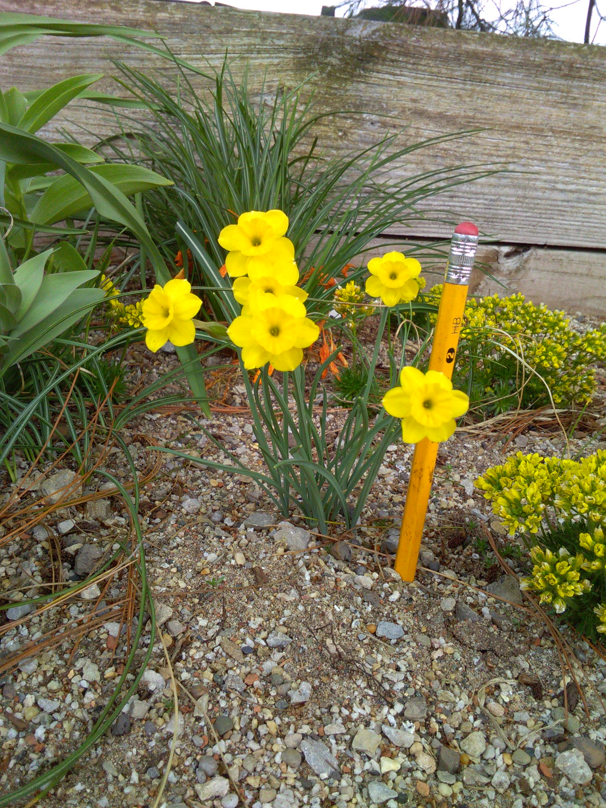 Narcissus from seed-ferdandessi maybe