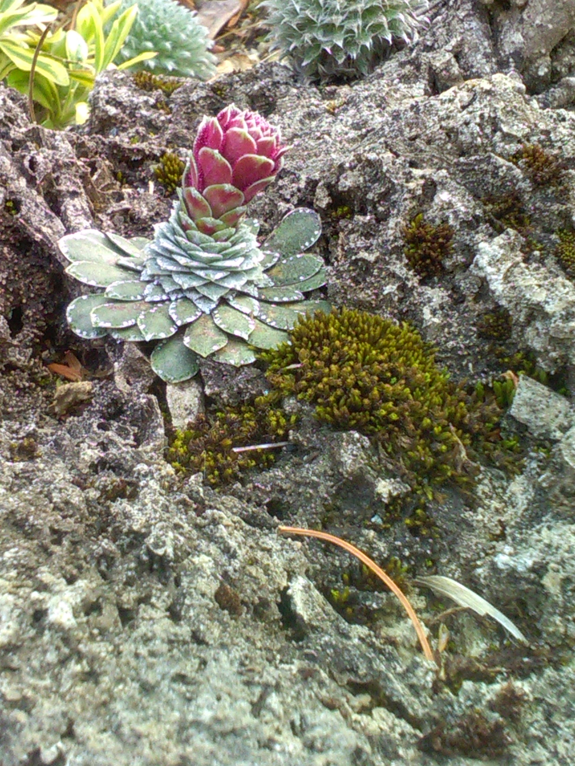 Sax on tufa.JPG
