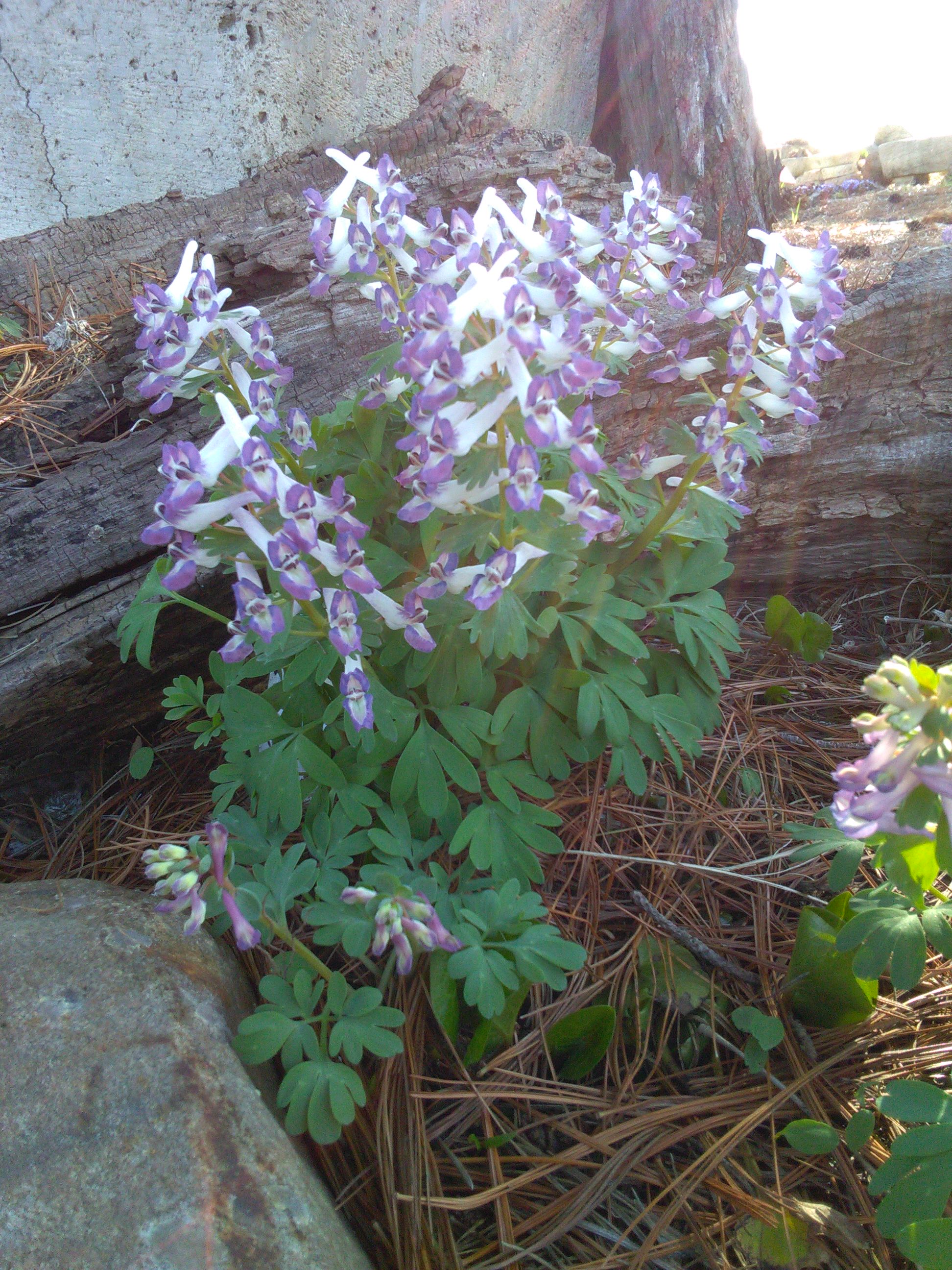 Corydalis solida seedling