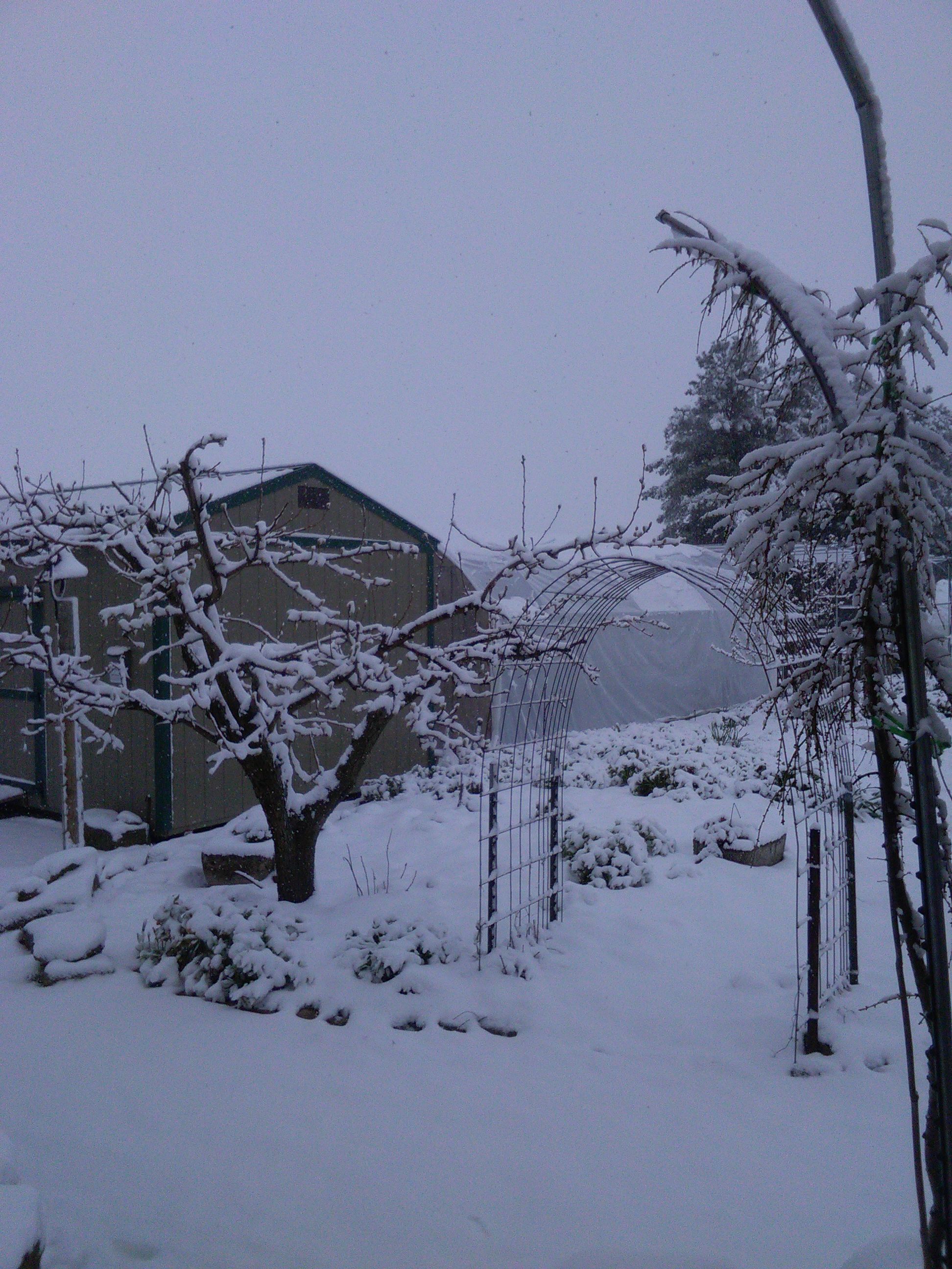 Garden view in snow