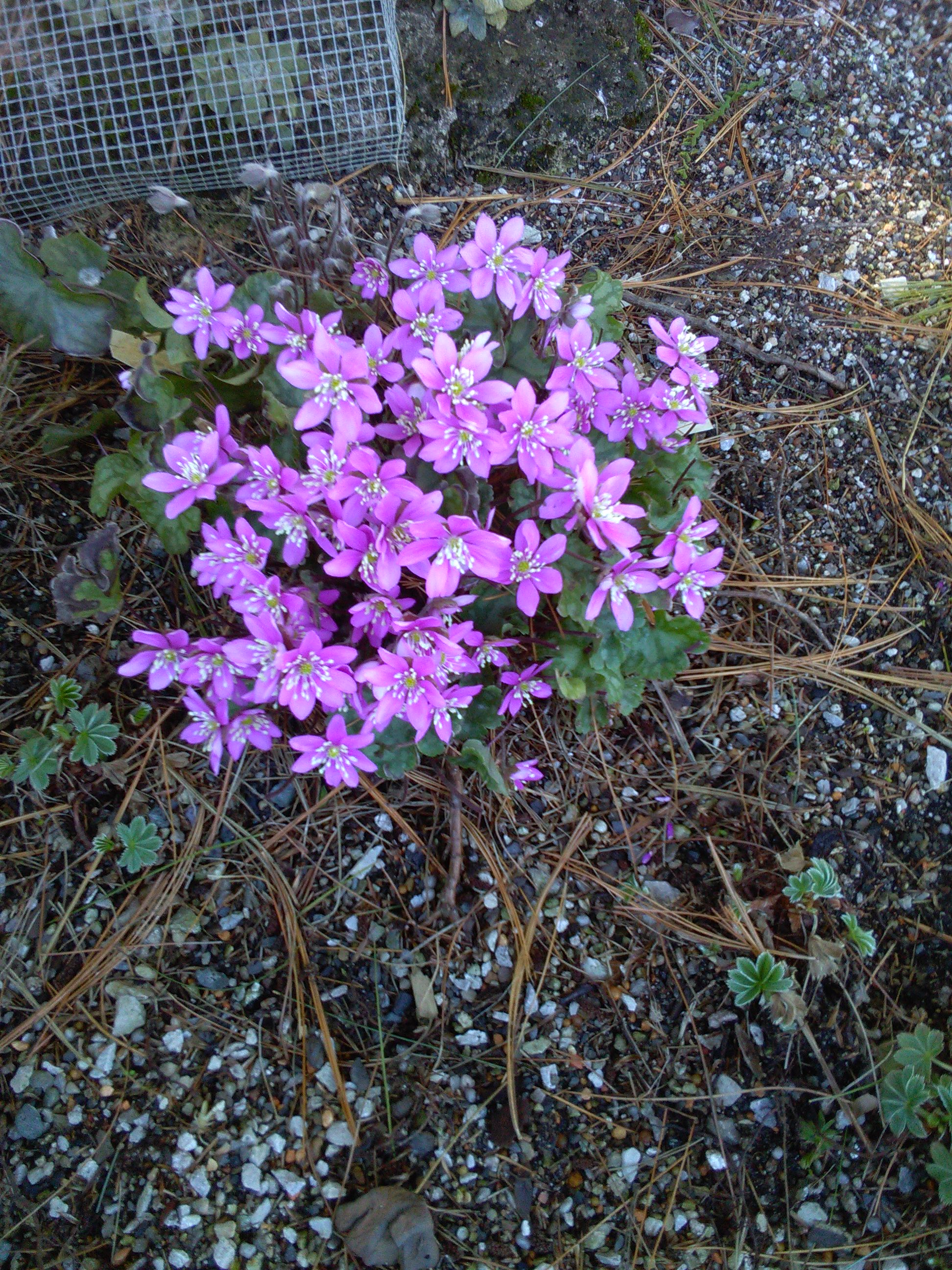 Hepatica Cremar