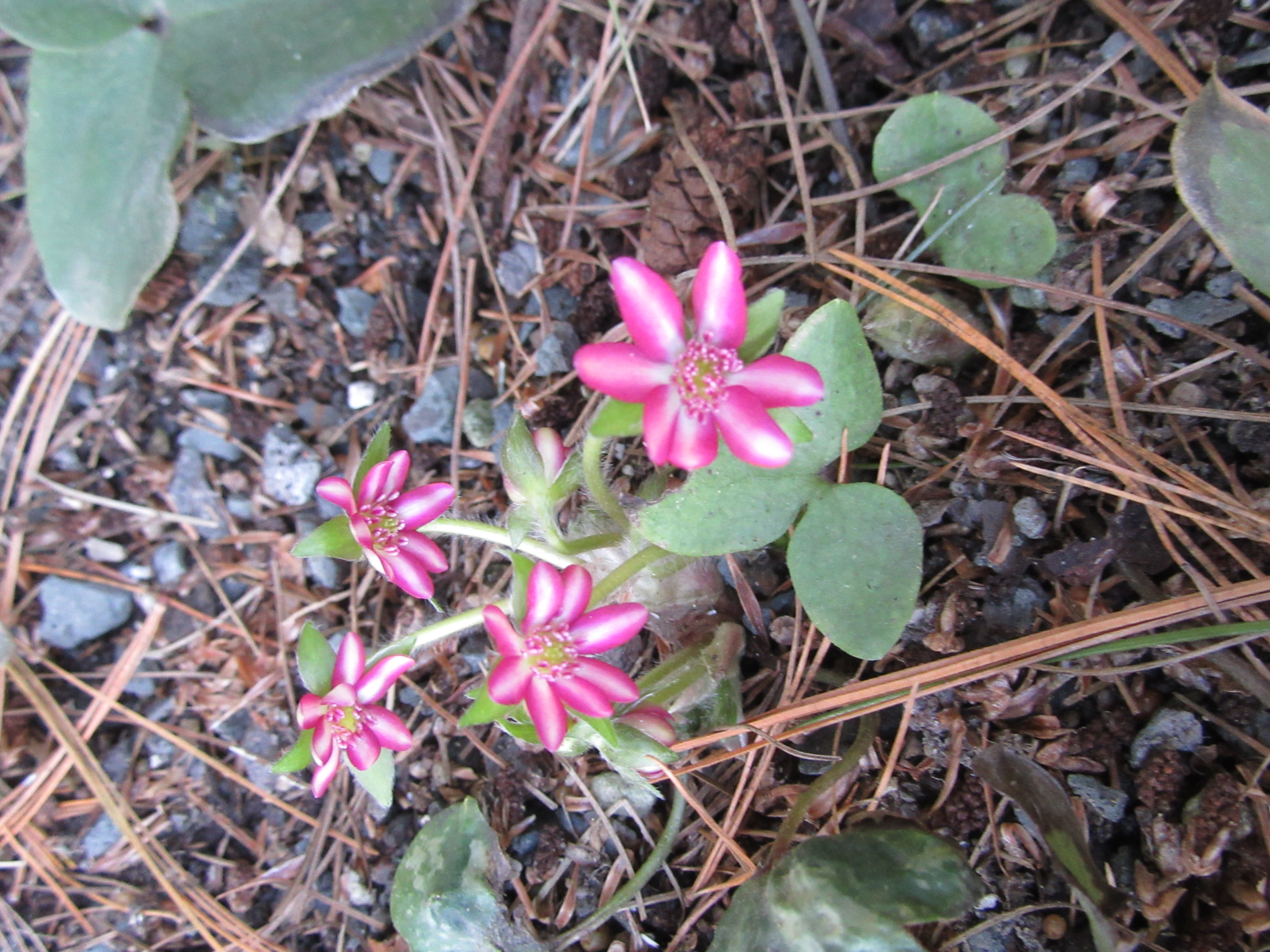 Hepatica String