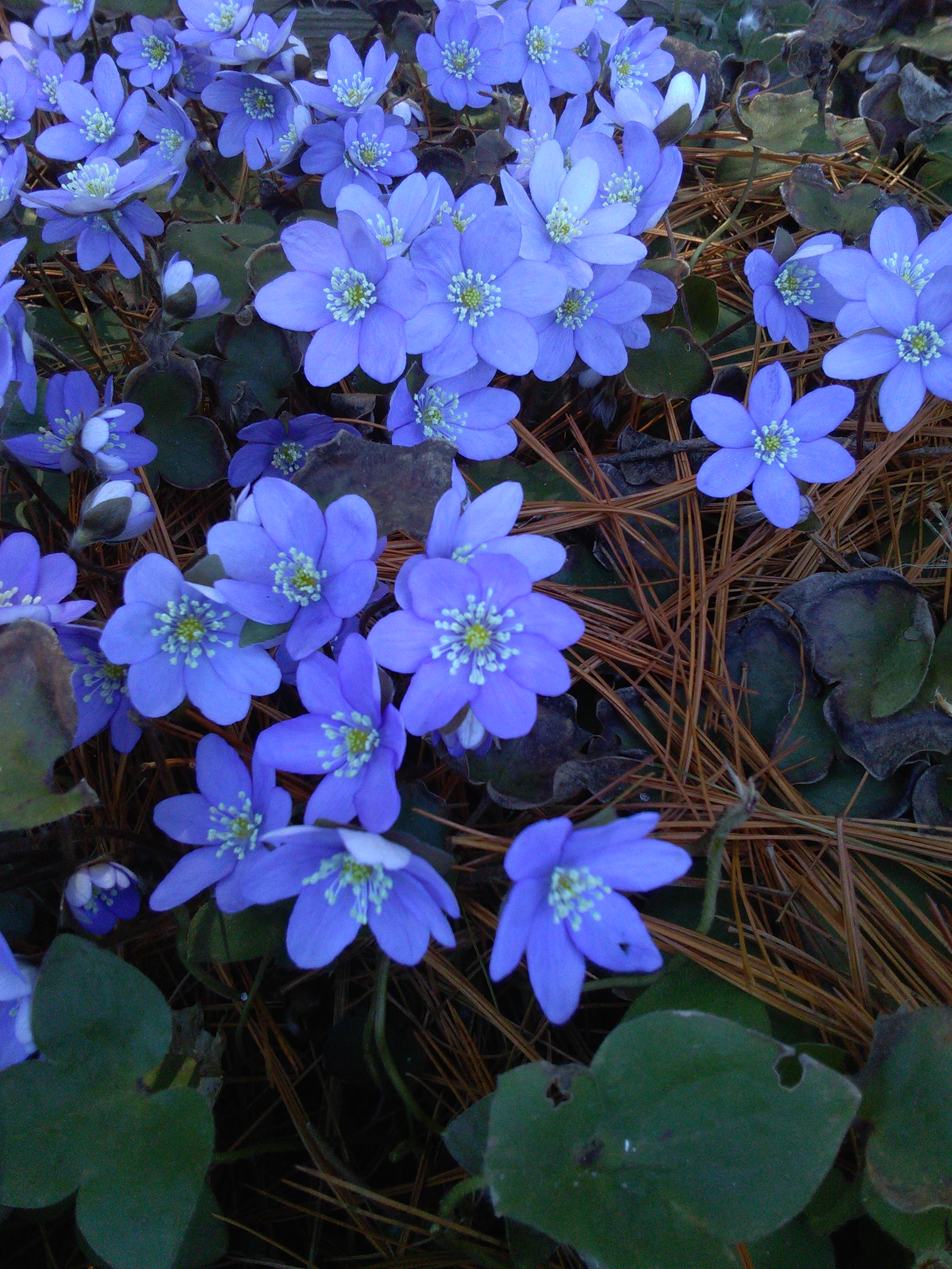 Hepatica good blue