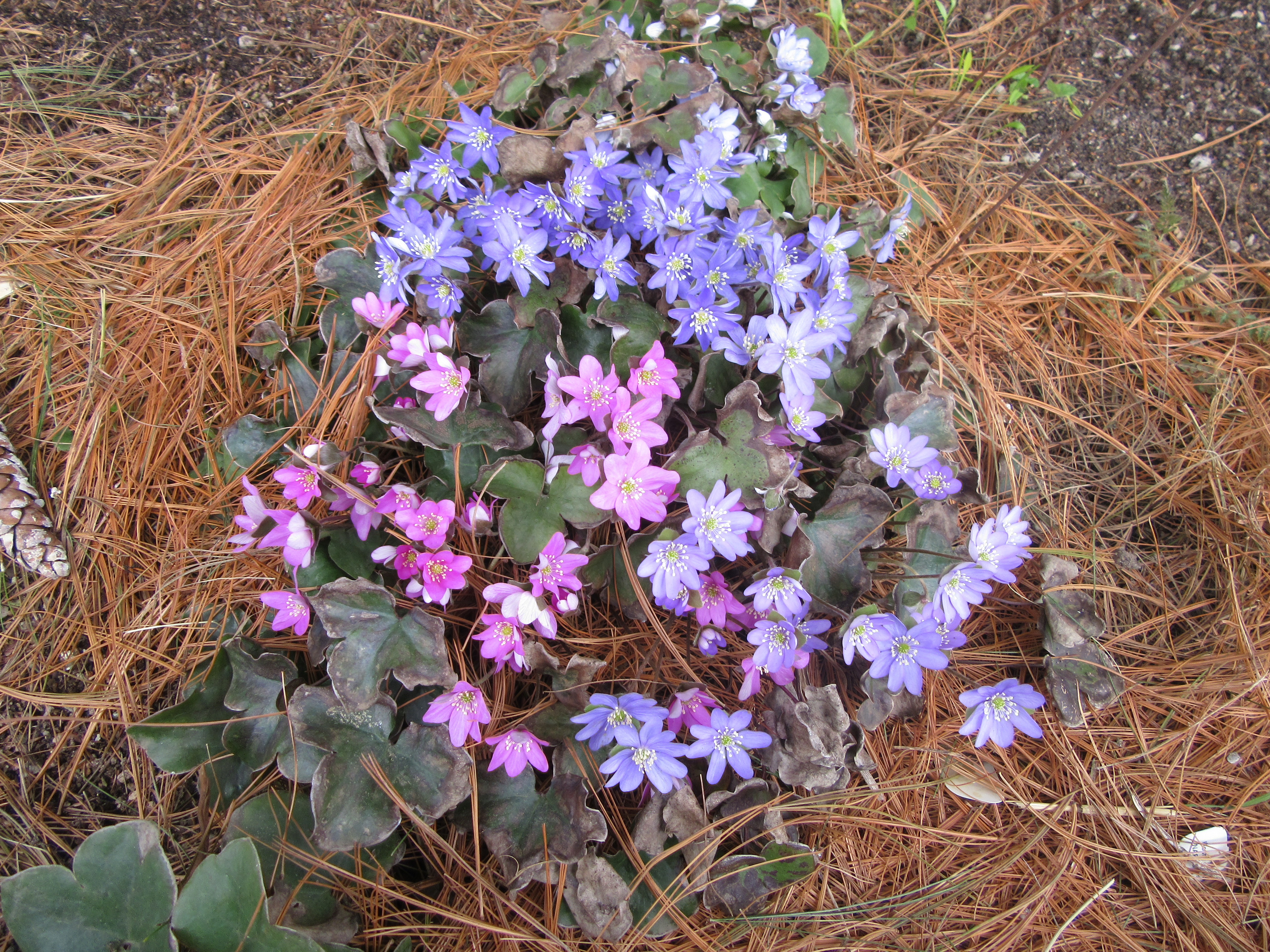 Hepatica nobilis mix