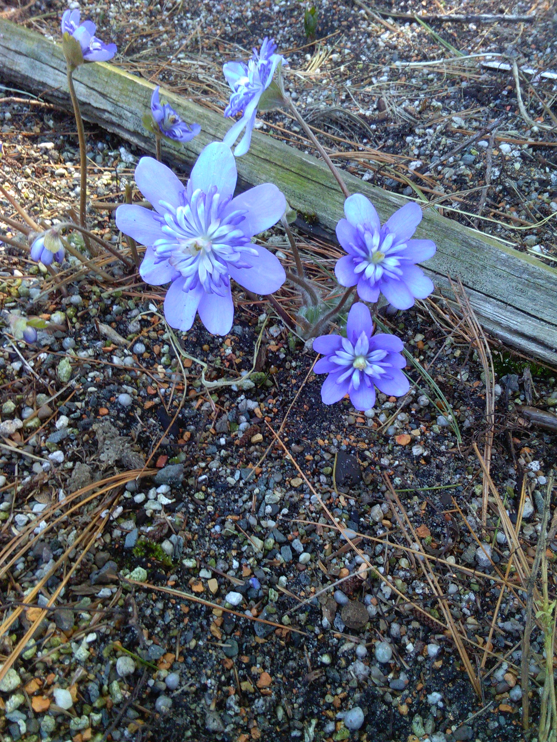 Hepatica trans. Elison Spence