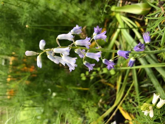 Brimeura amethystina
