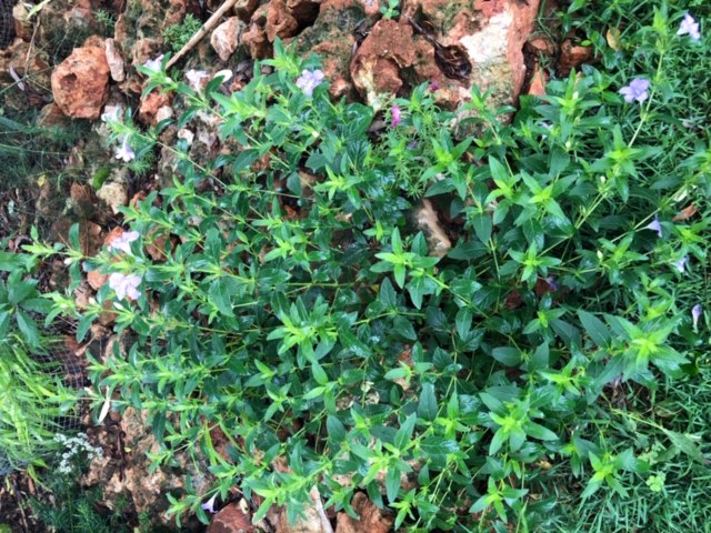 Ruellia sp.