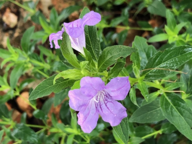 Ruellia sp.