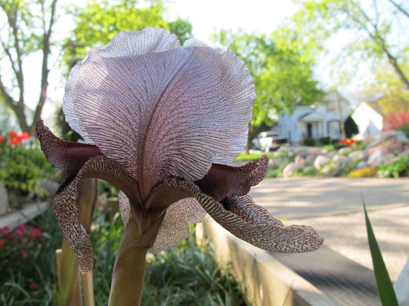 Rimmer-Iris_kirkwoodii_x_atropurpurea_IMG_1460sm.jpg