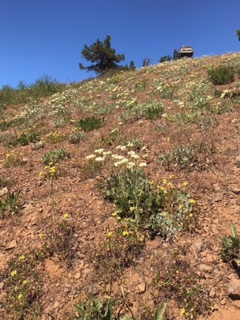 Cascades, July 18