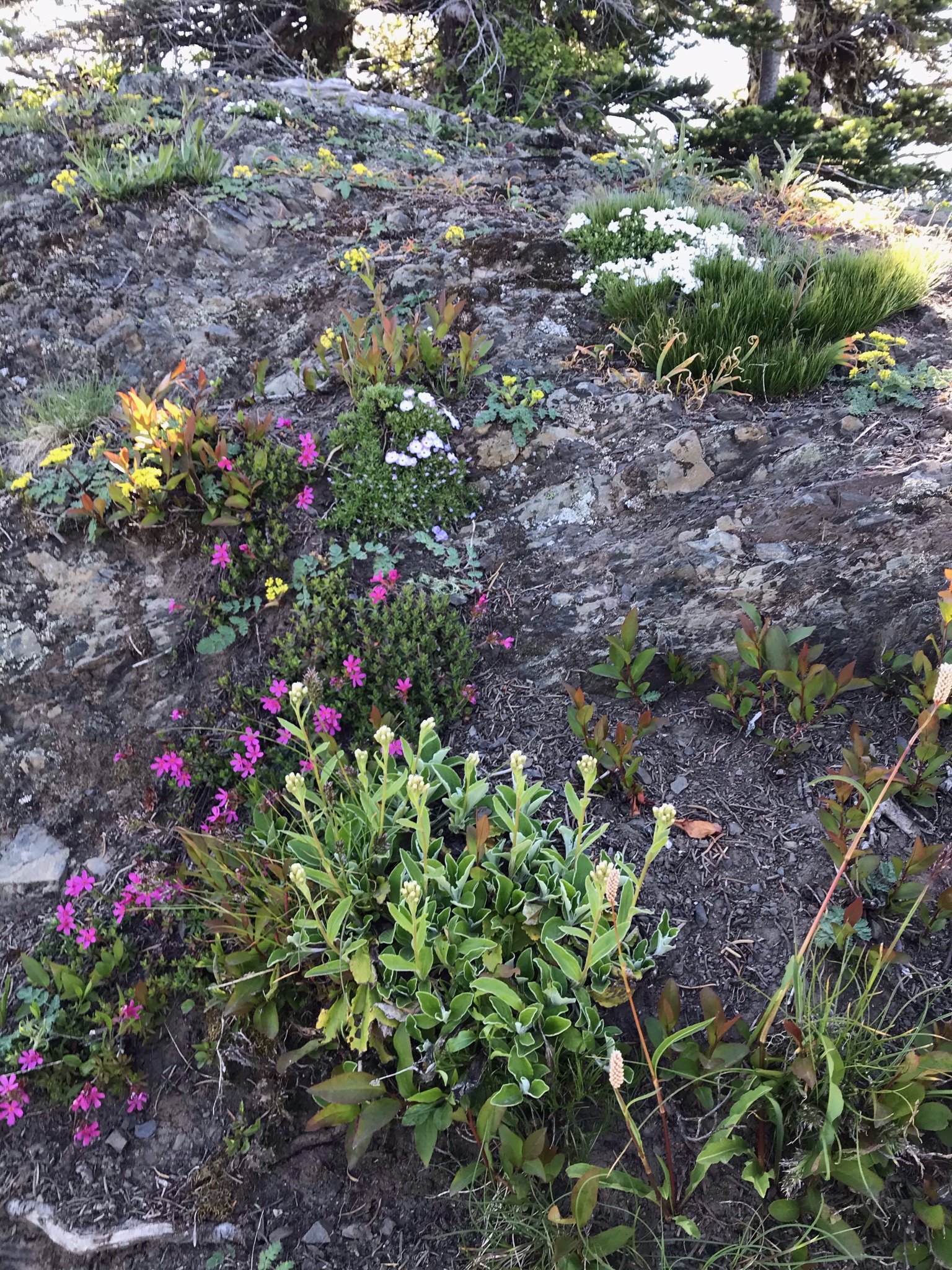 Olympic National Park, July 14