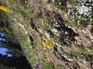 Olympic National Park, July 14