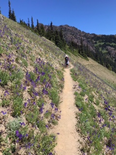 Olympic National Park, July 14