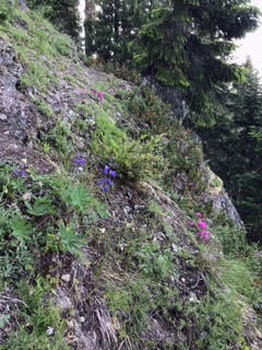Mt. Rainier, July 20