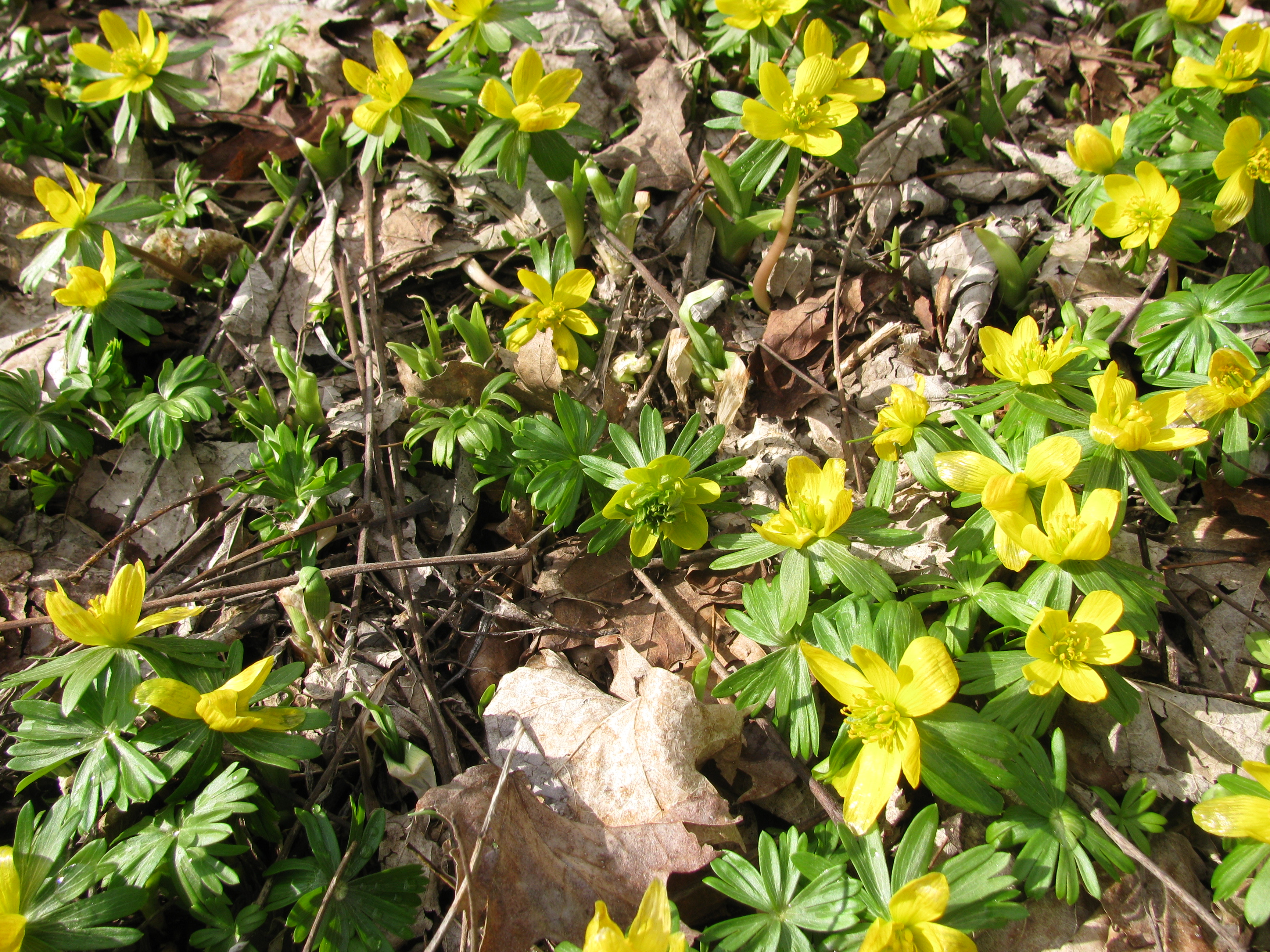 Eranthis in a wood lot seen by Jacques Thompson and Don Lafond