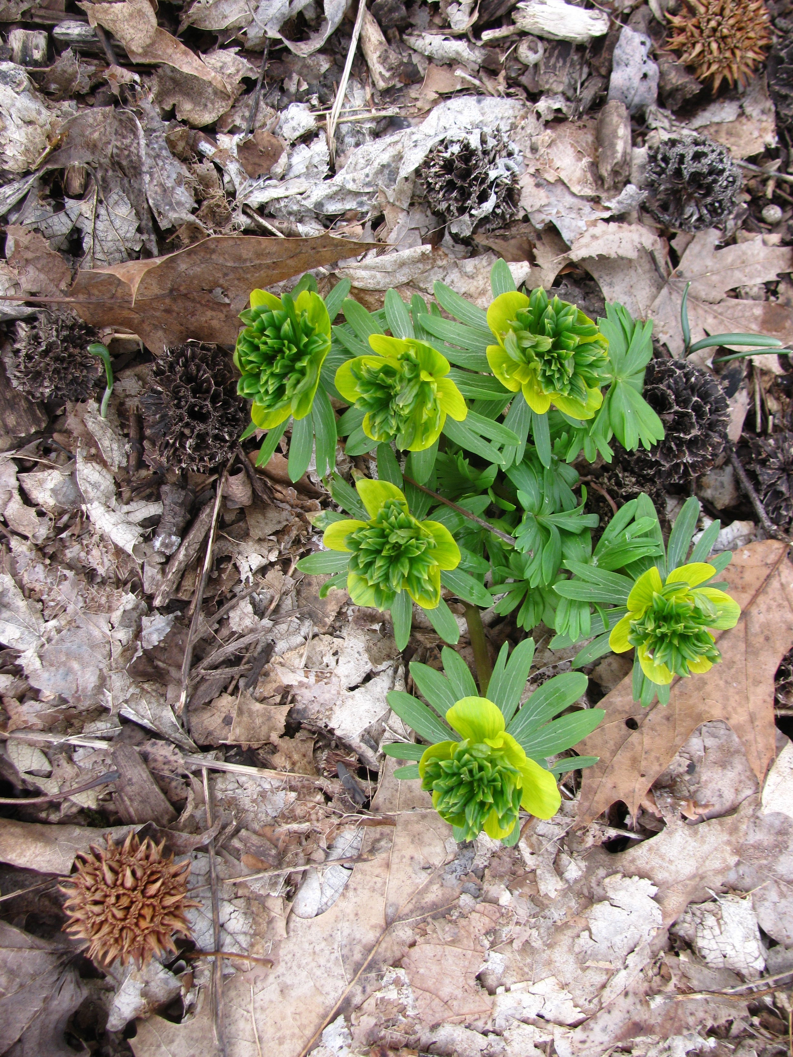 Eranthis in a wood lot seen by Jacques Thompson and Don Lafond 